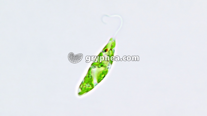 Euglène x240 - gryphea.com